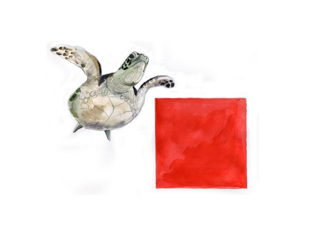 Черепаха и красный квадрат